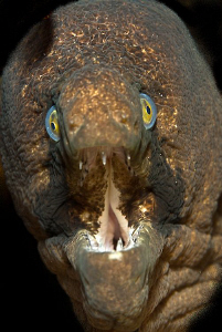 Black cheeked moray looking for lunch by Charles Wright 